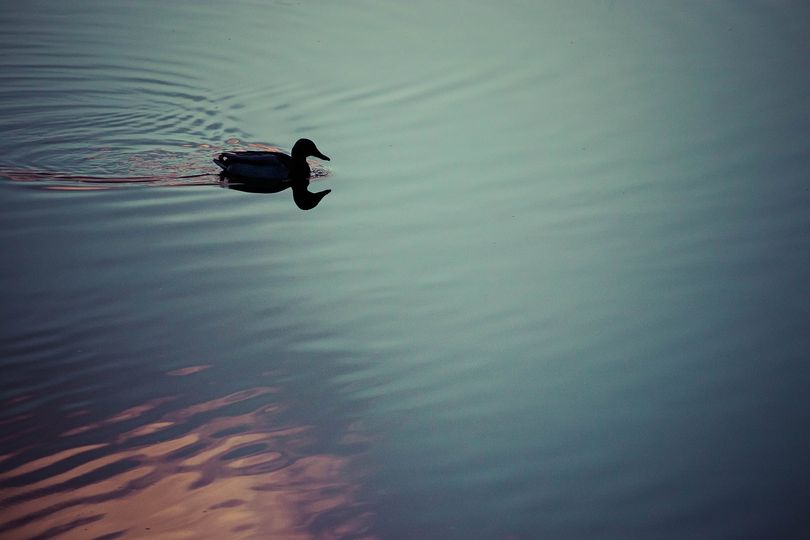 duckling in the gloaming jim