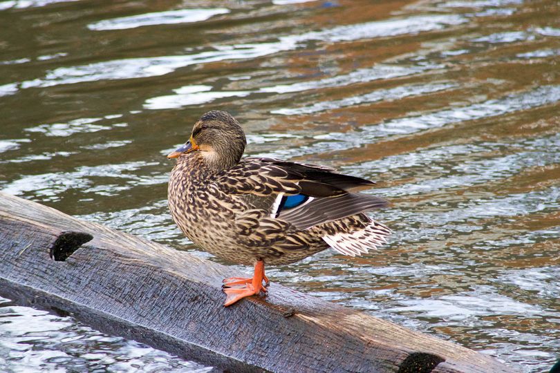 having a wee nap duck