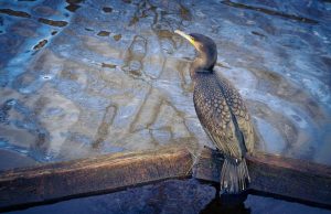 king of the canal