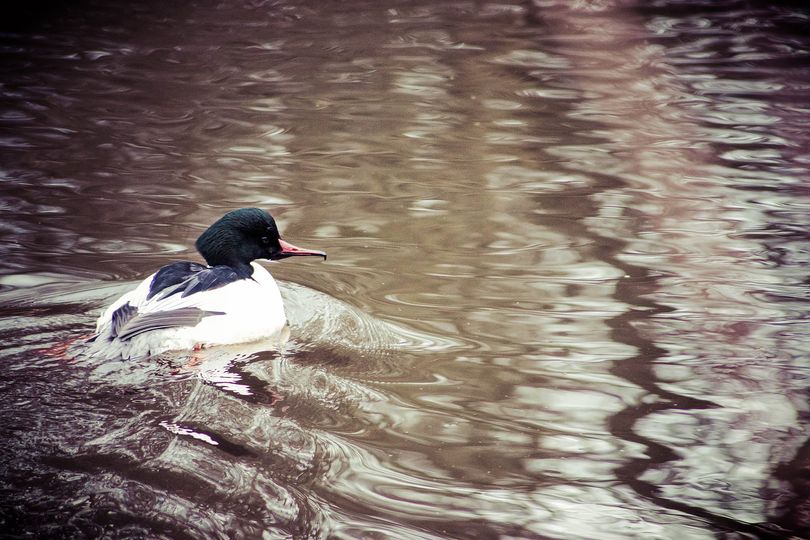 wetlands diving duck jim