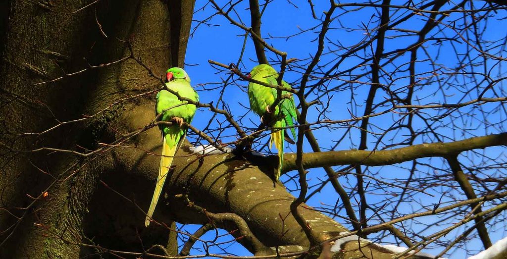Ring Necked Parakeets in a Tree