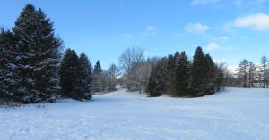 Travelling Through Knightswwod Park