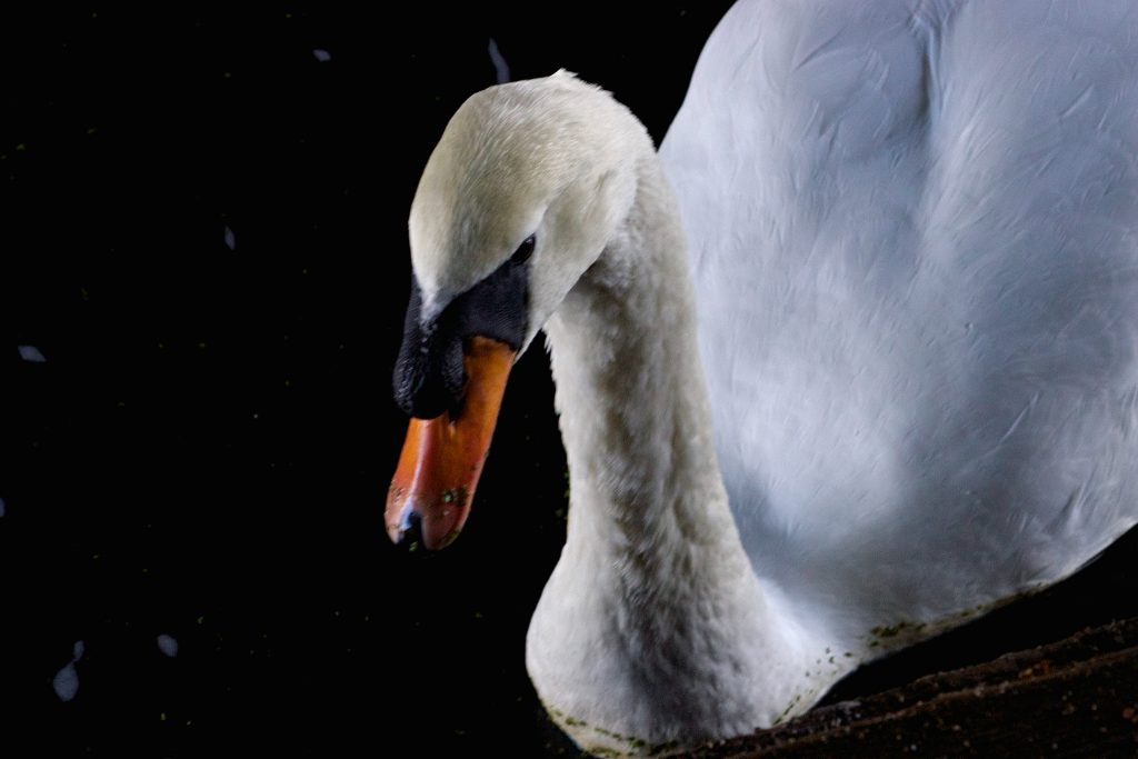 close up swan