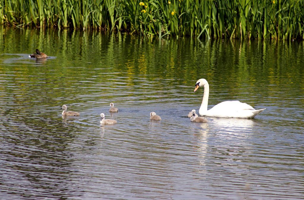 swan babies
