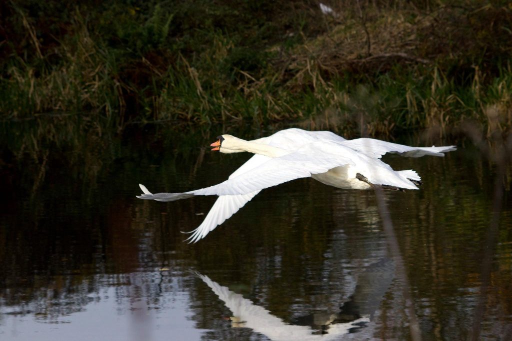 swan flying