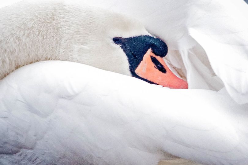 swan cosy