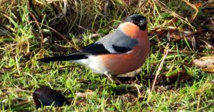 Bullfinch. Fife Coastal Walk