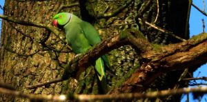 Green Parakeet in Tree
