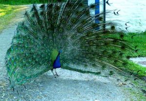 Peacock Displaying
