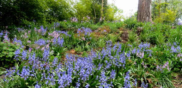 Bluebell Woods