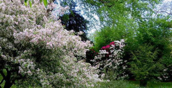 Mid May in Glasgow's Parkland. Botanic Gardens.