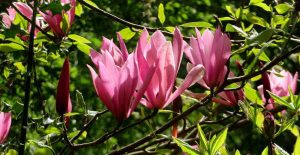 Pink Magnolia.Mid May in Glasgow's Parks