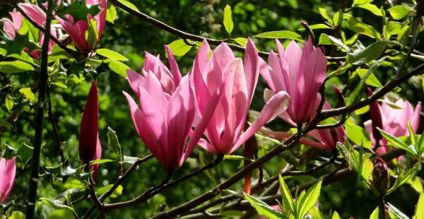 Pink Magnolia.Mid May in Glasgow's Parks