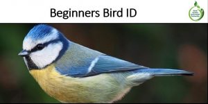 beginners bird id