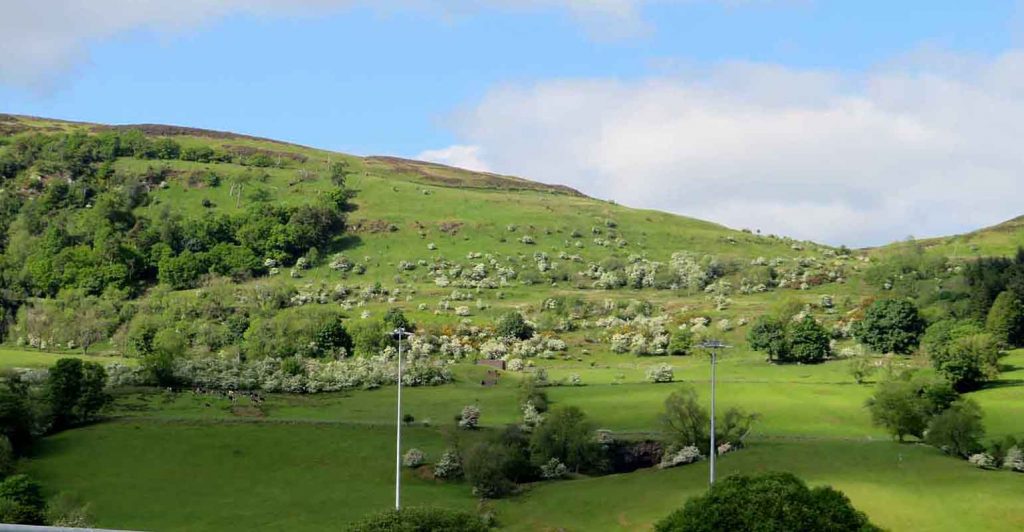 Cattle. The Kilpatrick Hills in Early June