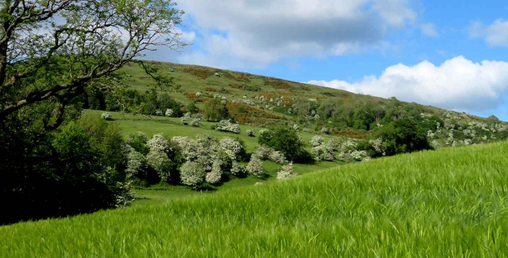 Field of Corn. Kilpatrick Hills