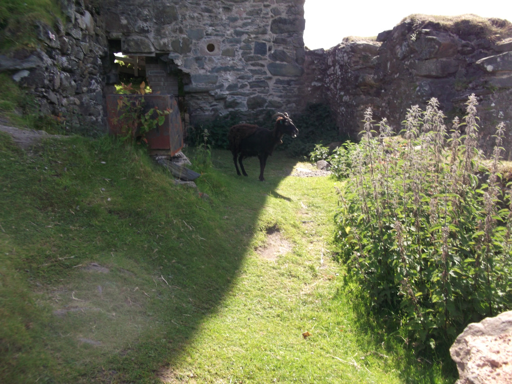 hebridean sheep