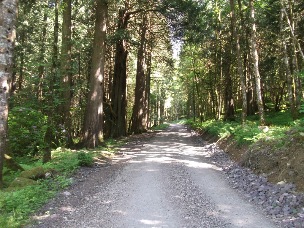 woodland walk