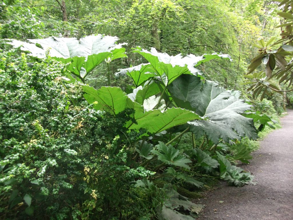 achamore gardens 2