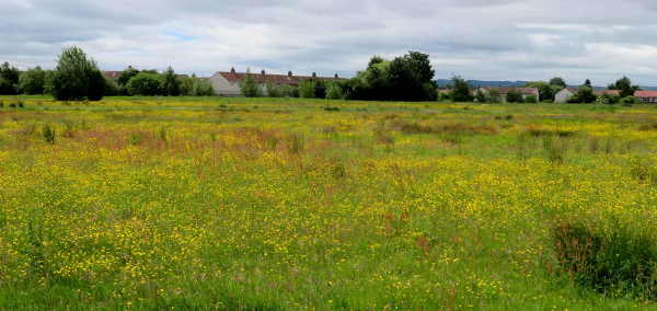 Buttercup Meadows. Clydebank Canal.