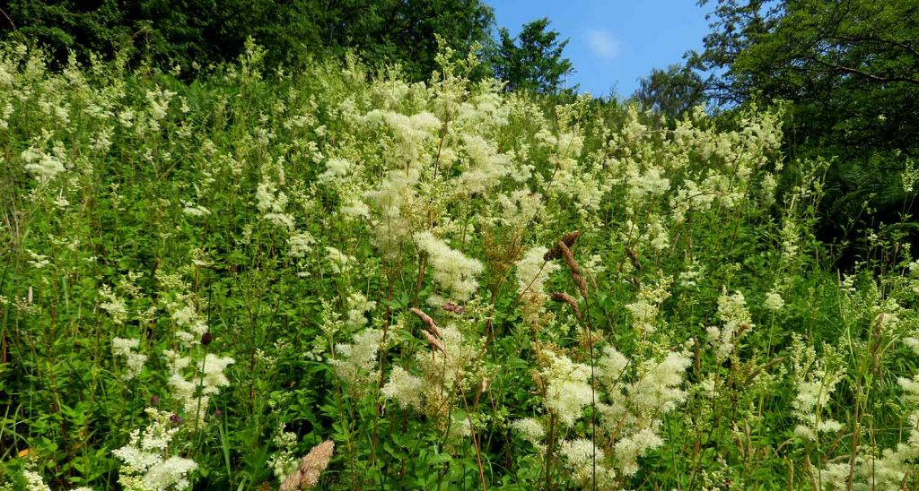 A Lush Verge of Meadowsweet