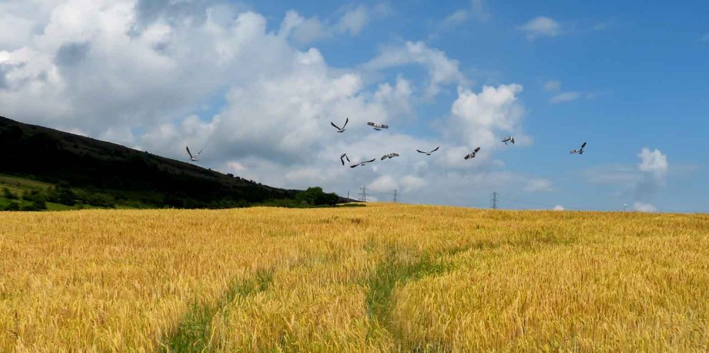 Wood Pigeons and Cornfield