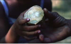 stories from cuba sustainability