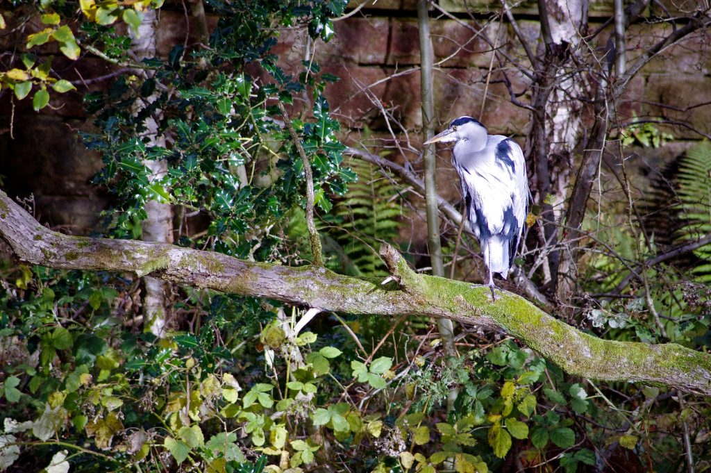 Heron