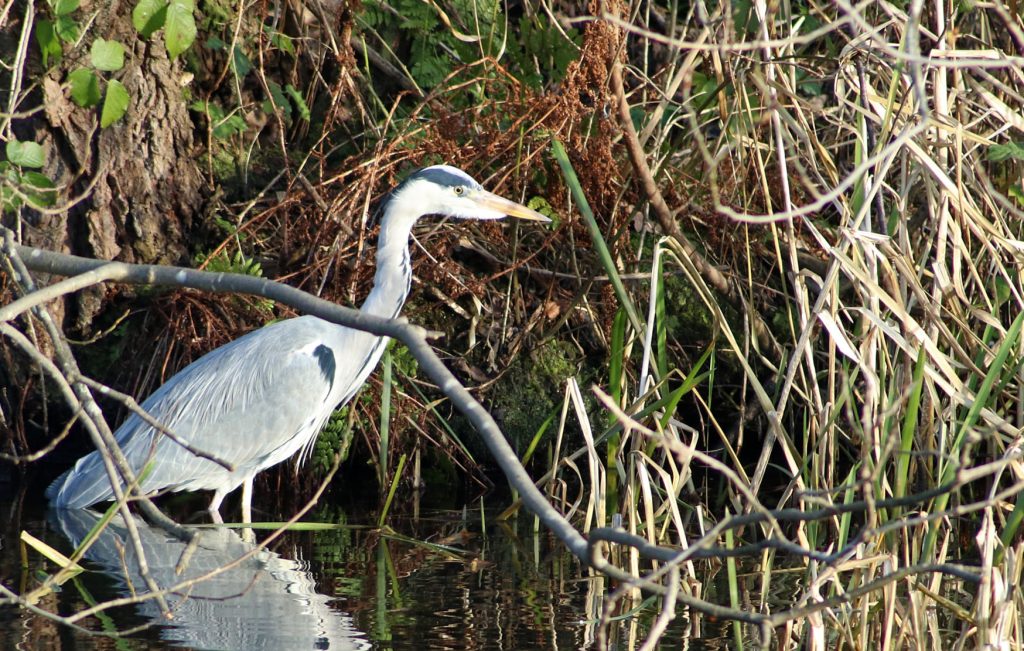 Heron
