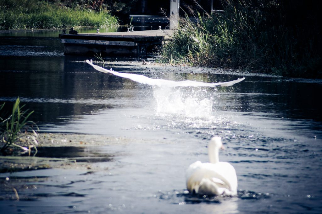 Swan take off