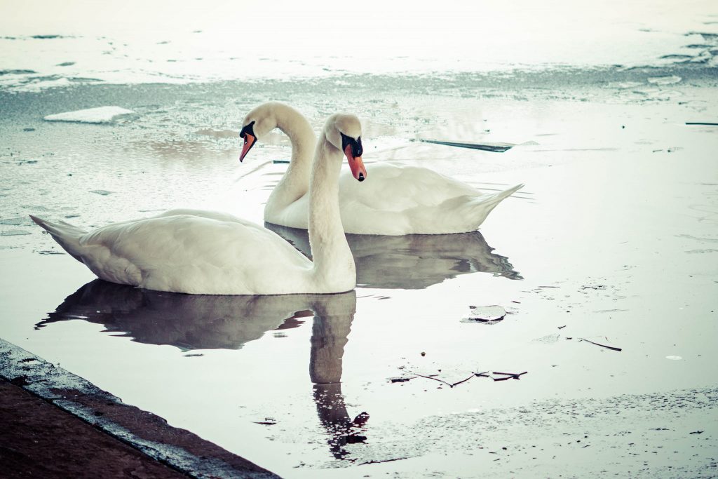Swans on ice