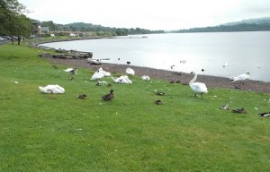 Lochwinnoch-swans