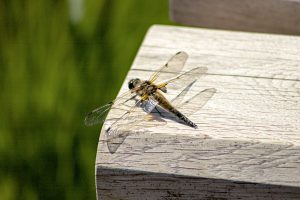 dragon fly