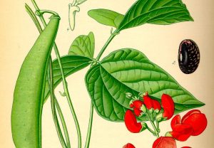 colonial seeds seedy social community meal