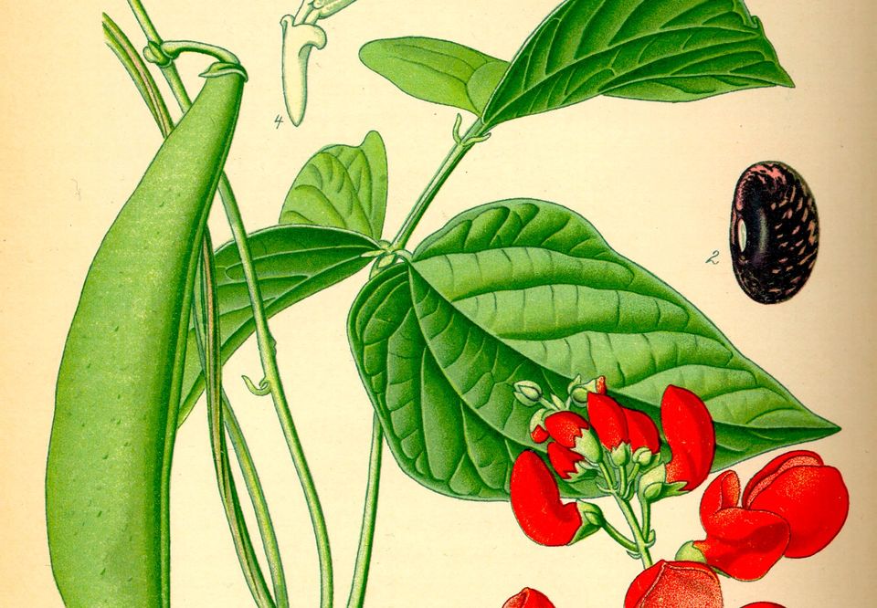 colonial seeds seedy social community meal