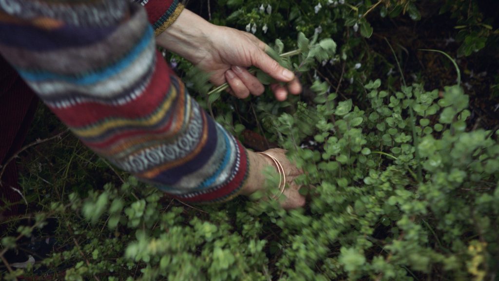 zaatar foragers