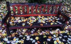 A Bench in Autumn