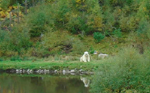brodie bear pond
