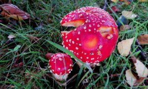 Fly Agaric. Amanita Muscaria