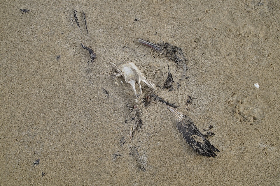 dead bird