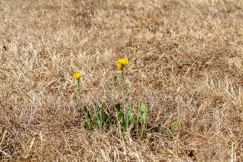 drought dry grass 2022