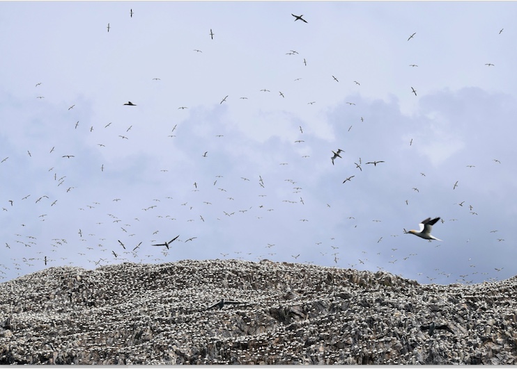 gannets