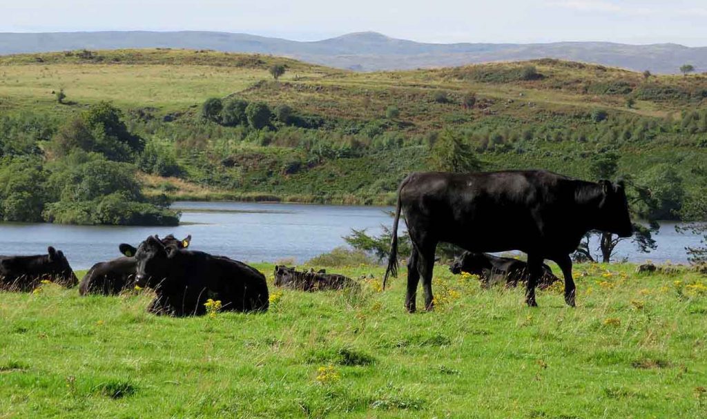Renfrewshire Cattle