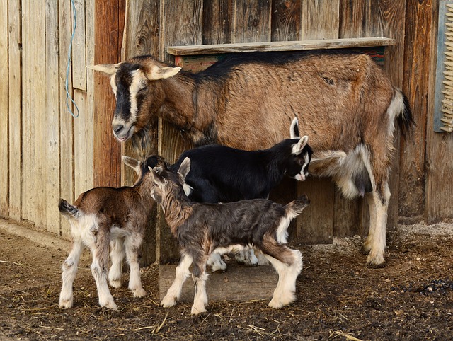 goats