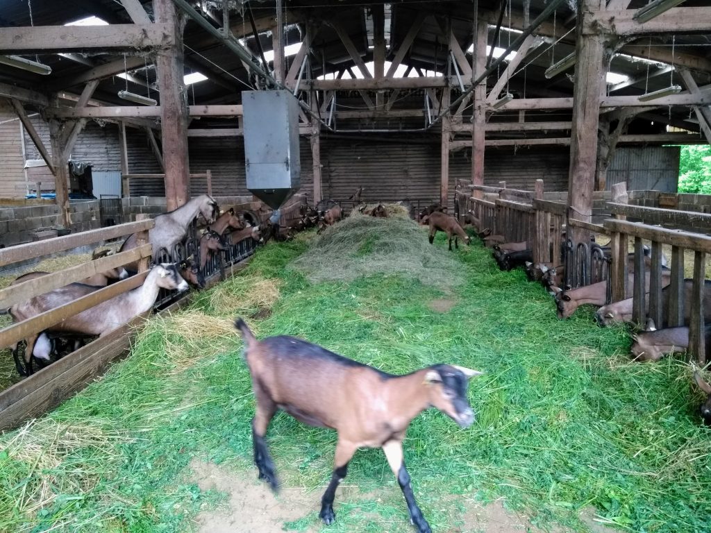 goat shed