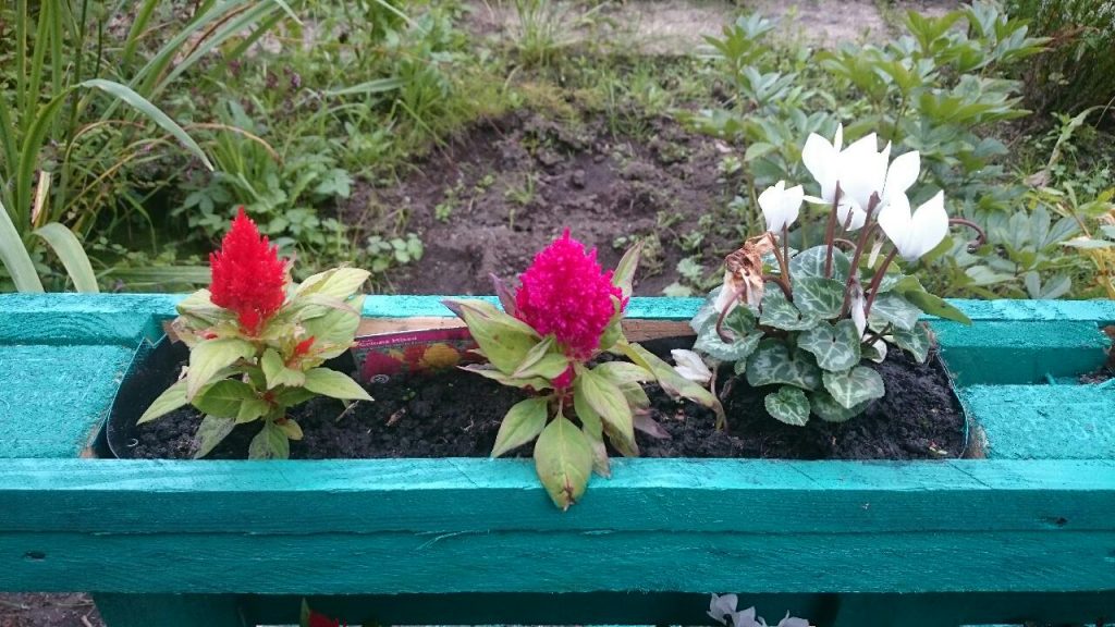 Kirklee Allotments Open Day