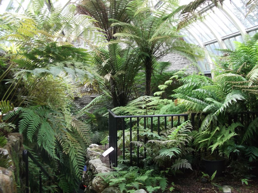 Benmore Fernery