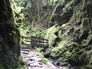 Puck's Glen