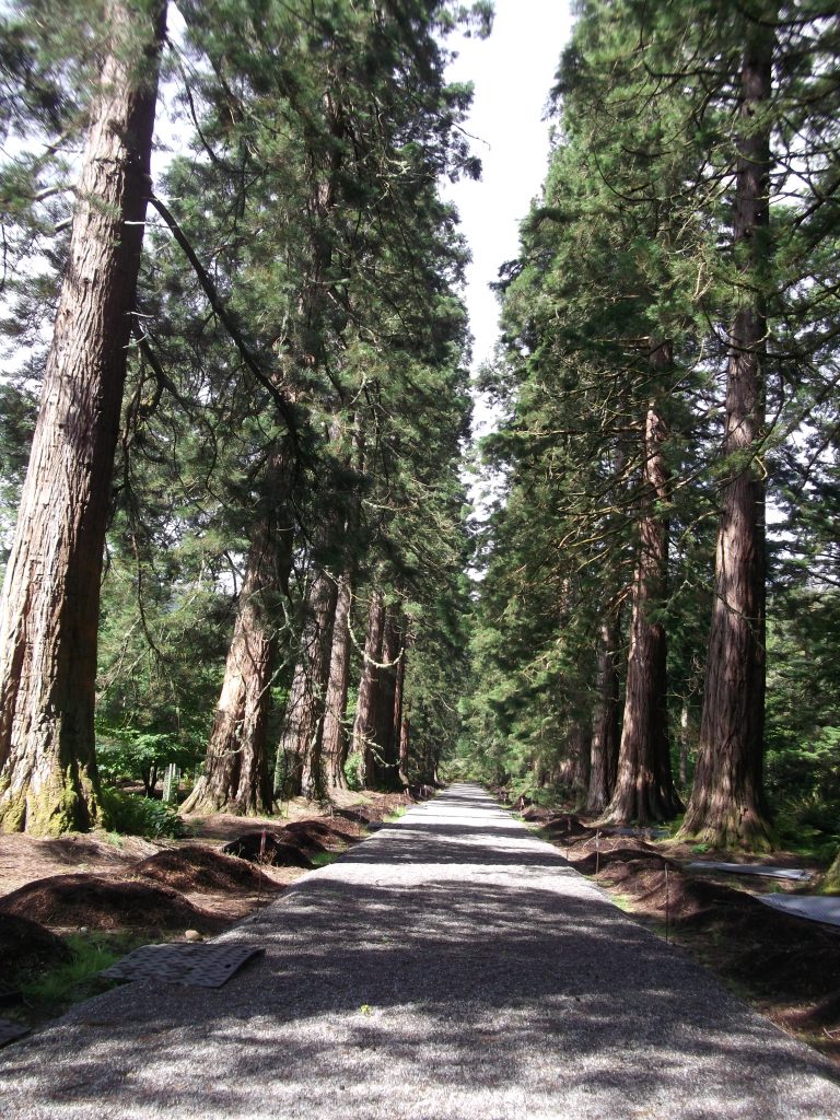 Sequoia Avenue