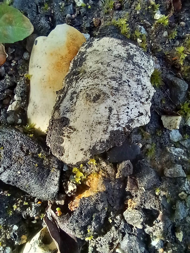 Daisy Richardson_Pieces of Face(detail)